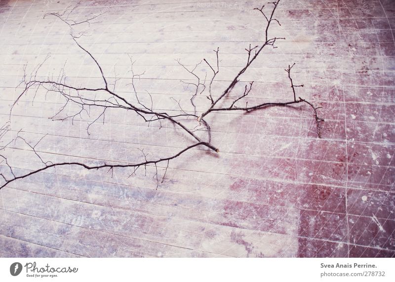 grazed. Branch Twig Wooden floor Ground Lie Pink Dirty Branched Colour photo Subdued colour Deserted Day Bird's-eye view