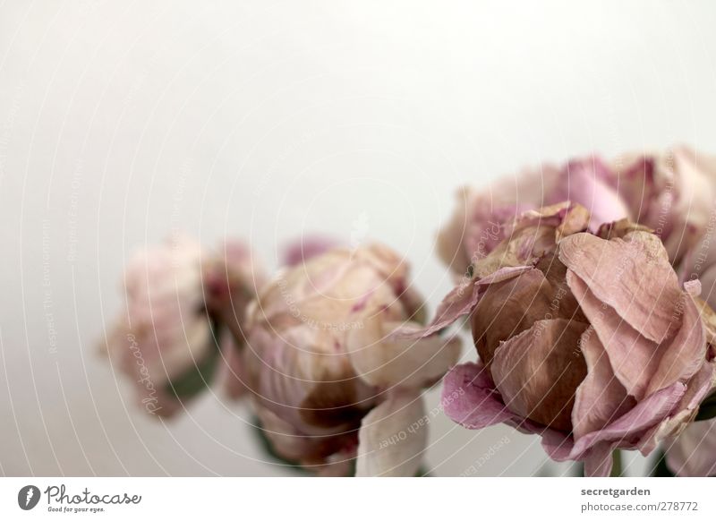 dead can dance. Plant Autumn Rose Faded To dry up Brown Pink White Death Destruction Christmas rose Colour photo Subdued colour Interior shot Studio shot