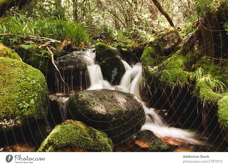 Little waterfall between stones in forest Forest Waterfall Stone River Rock Grass Tree Green Conceptual design Vantage point Wet Plant Nature Stream
