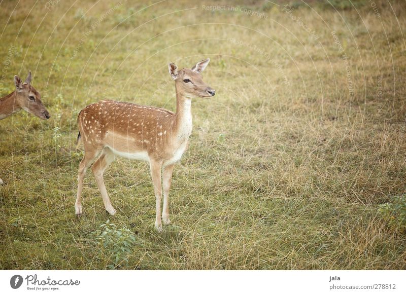 hello deer Nature Landscape Plant Grass Meadow Animal Wild animal Roe deer Hind 2 Natural Brown Green Colour photo Exterior shot Deserted Copy Space right