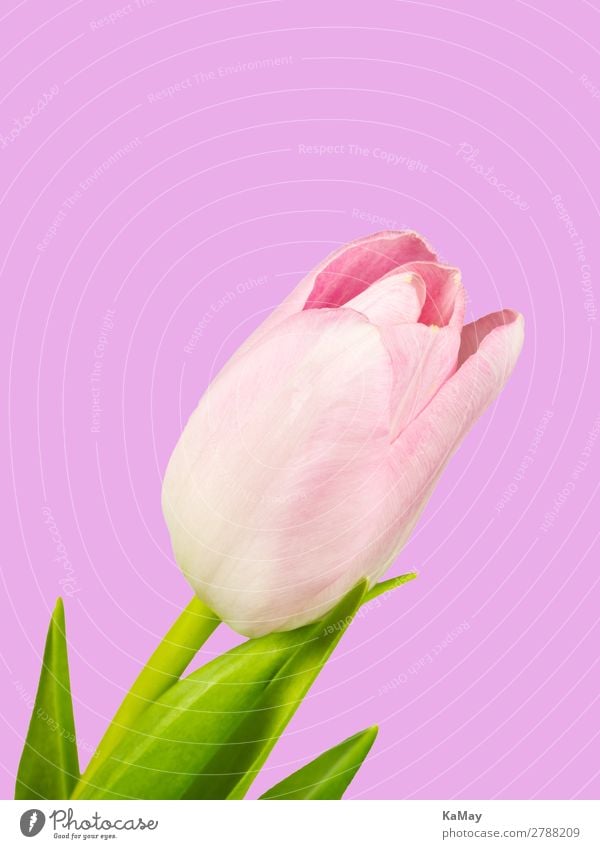 Pink Spring Valentine's Day Mother's Day Easter Nature Plant Flower Tulip Blossom Esthetic Natural Green Colour Art Perspective Pure Environment Blossoming 1