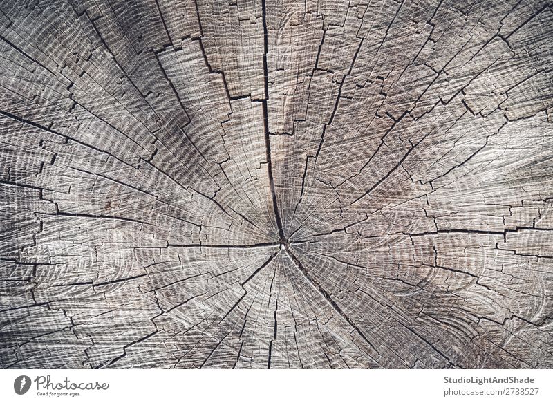 Cross section of an old tree Nature Tree Wood Old Natural Brown Colour Cut background Consistency Cross-section rings stump trunk Log beam Forestry sawed Timber