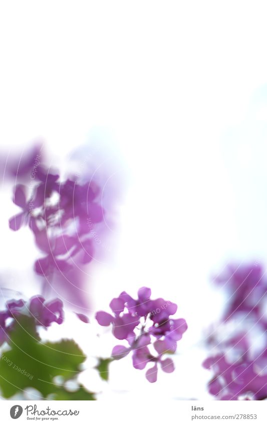A breath of summer Plant Flower Green Violet Summer Leaf Deserted Blossoming Delicate Colour photo Copy Space left Copy Space right Blur Shallow depth of field