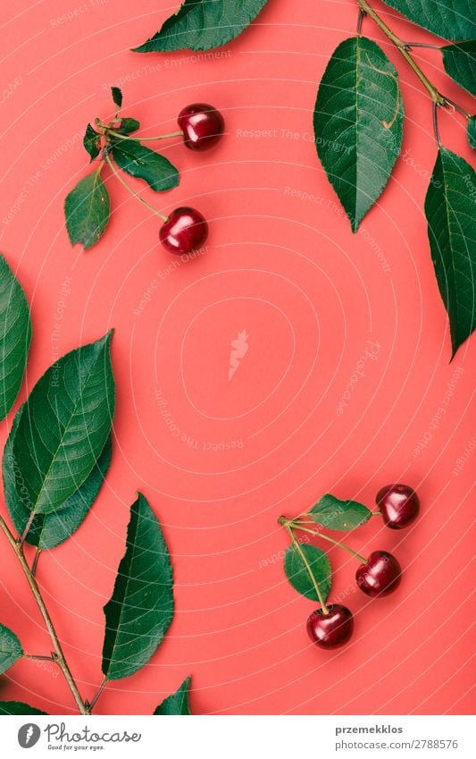 Leaves, berries of cherry tree on red background Fruit Dessert Style Summer Leaf Collection Simple Fresh Bright Juicy Green Pink Red Berries Cherry composition