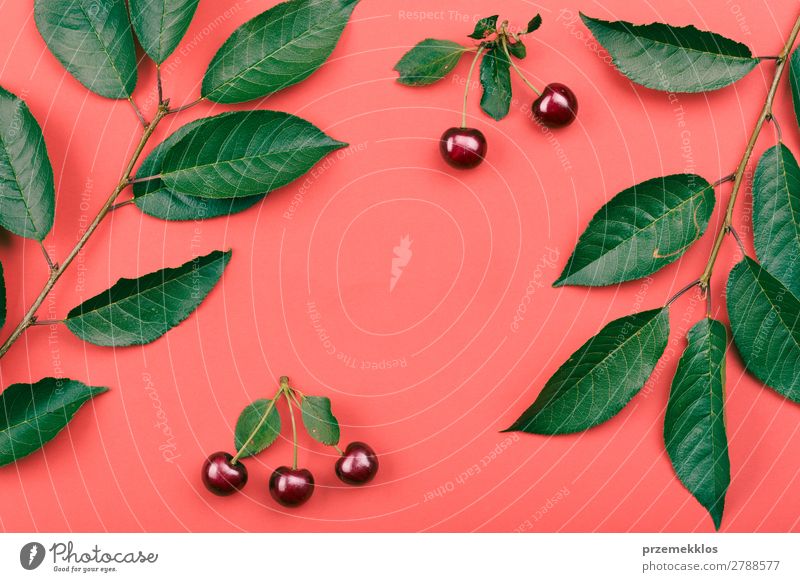 Leaves, berries of cherry tree on red background Fruit Dessert Style Summer Leaf Collection Simple Fresh Bright Juicy Green Pink Red Berries Cherry composition