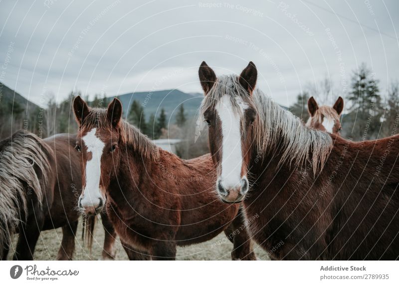 Funny horses on meadow Horse Meadow pasturing Pyrenees Field Tree Hill Clouds Sky Mountain Beautiful Mammal Animal equine Mane mare Breed Pony Domestic Head