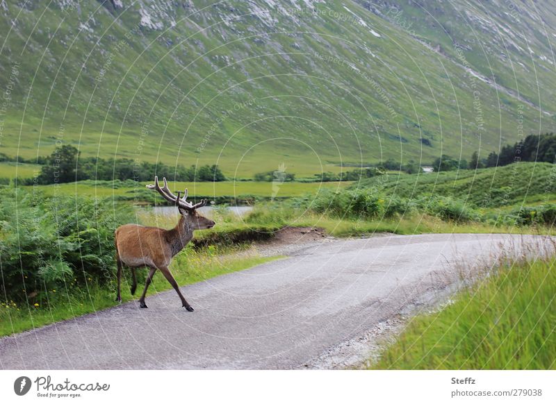 give way in Scotland Red deer stag Wild Free Wild animal Freedom Free-living Idyll Animal Free-roaming Country road Traverse Encounter Roadside Nordic silent