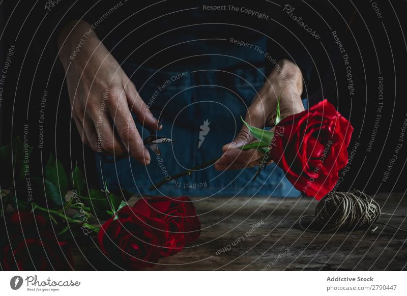 Unrecognizable woman making a bouquet of red roses Hand Rose Flower Woman Background picture Dark Card Blossom leave Red valentine Anniversary
