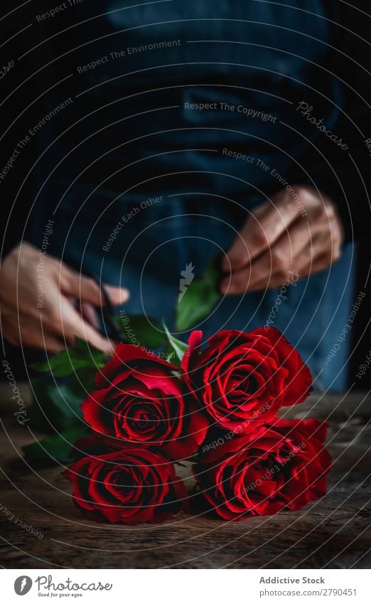 Unrecognizable woman making a bouquet of red roses Hand Rose Flower Woman Background picture Dark Card Blossom leave Red valentine Anniversary