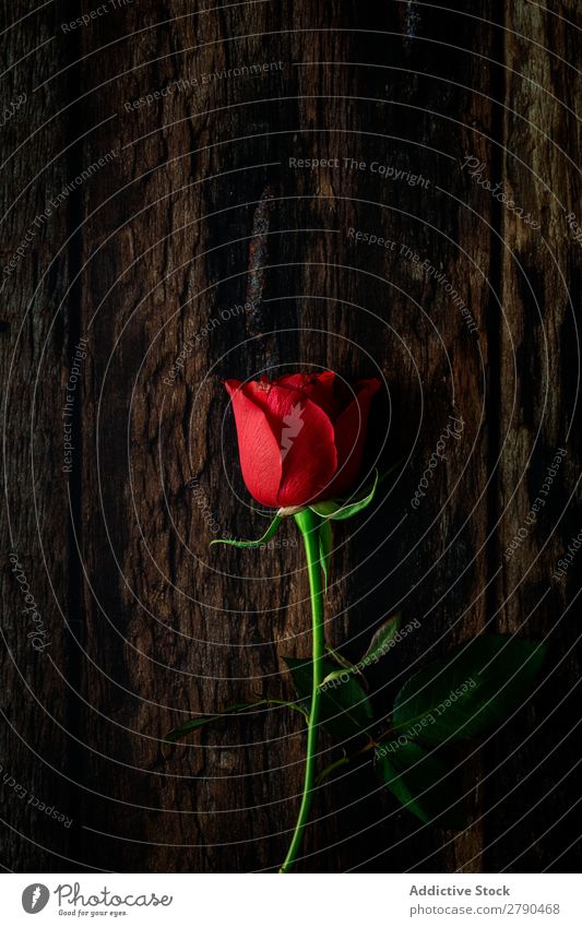 red roses with dark background Pink Rose Flower Dry Background picture Dark Card Blossom leave Red valentine Anniversary Feasts & Celebrations Love Romance