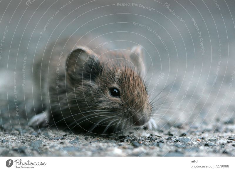 mouse grey Environment Nature Animal Wild animal Mouse 1 Stone Concrete Small Cute Brown Gray Attentive Interest Fear Eyes Children's eyes Ear Snout Head