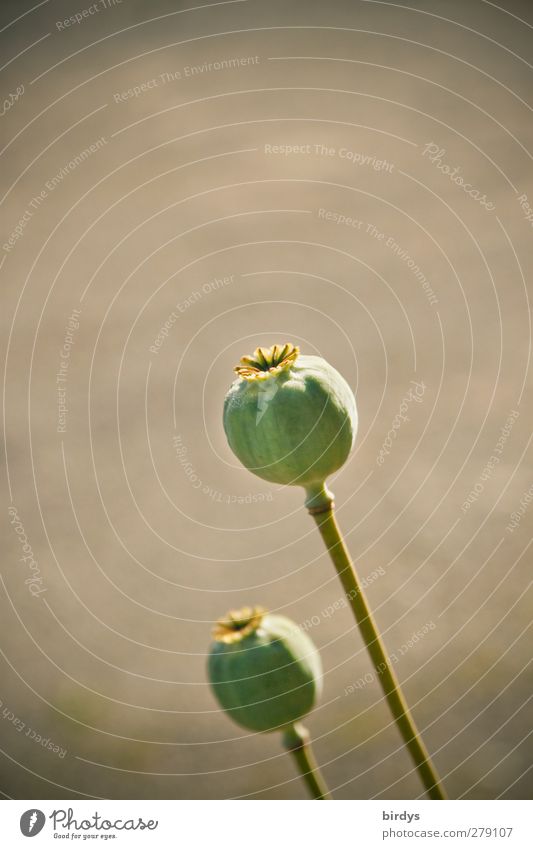 noise balls Summer Plant Opium poppy Seed head Esthetic Authentic Natural Round Gray Green Nature Intoxicant Food Mature 2 Colour photo Subdued colour