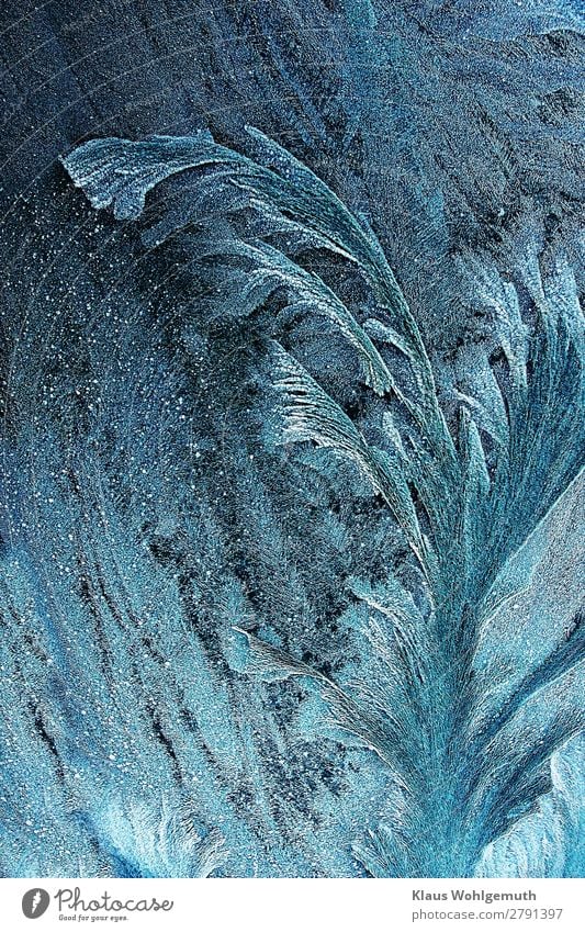cold beauty Nature Winter Ice Frost Plant Crystal Freeze Glittering Blue Turquoise White Beautiful Cold Frostwork Frozen Colour photo Subdued colour