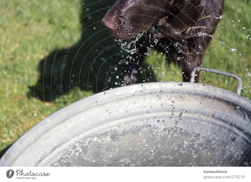 chien d'eau Summer Sun Swimming & Bathing Animal Pet Dog Water Dive Colour photo Exterior shot Day Animal portrait