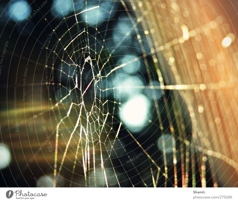 a net full of evening sun Nature Spider's web Work and employment Catch Wait Thin Authentic Sharp-edged Elegant Fantastic Glittering Bright Natural Beautiful