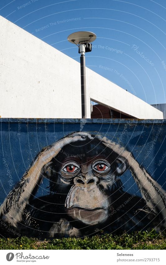 . Summer Wall (barrier) Wall (building) Facade Animal Monkeys Chimpanzee Graffiti Touch Dream Sadness Concern Street art Art Colour photo Exterior shot Deserted