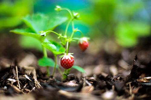 strawberries Food Fruit Strawberry Nutrition Gardening Agriculture Forestry Summer Agricultural crop Growth Fresh Healthy Delicious Sustainability Round Juicy