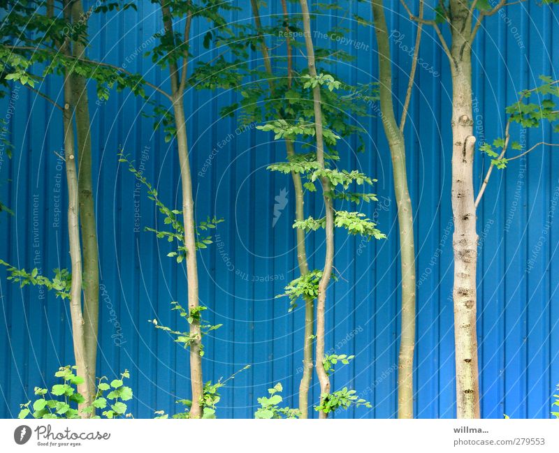Tall trees with lush greenery in front of a blue facade of sheet metal Environment Plant Tree Alder Facade Blue Green Stripe Tree trunk Thin Clump of trees