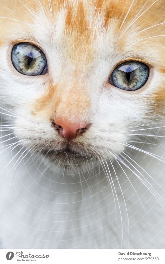 Star sign "Leo" Animal Pet Cat Animal face Pelt 1 Blue Yellow Gray Green White Contentment Cat eyes Glittering Whisker Nose Snapshot Dreamily Beautiful