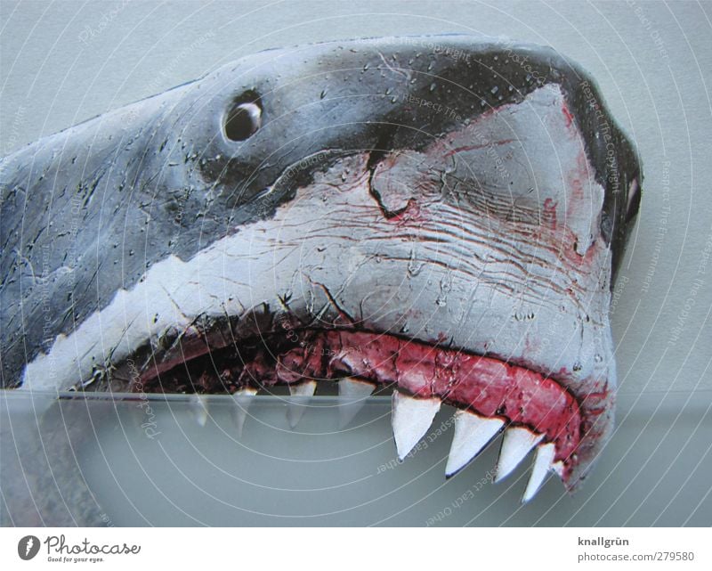 periodontal disease Animal Wild animal Shark white shark 1 Aggression Threat Gray Pink White Emotions Power Fear Fear of death Dangerous Set of teeth Bite