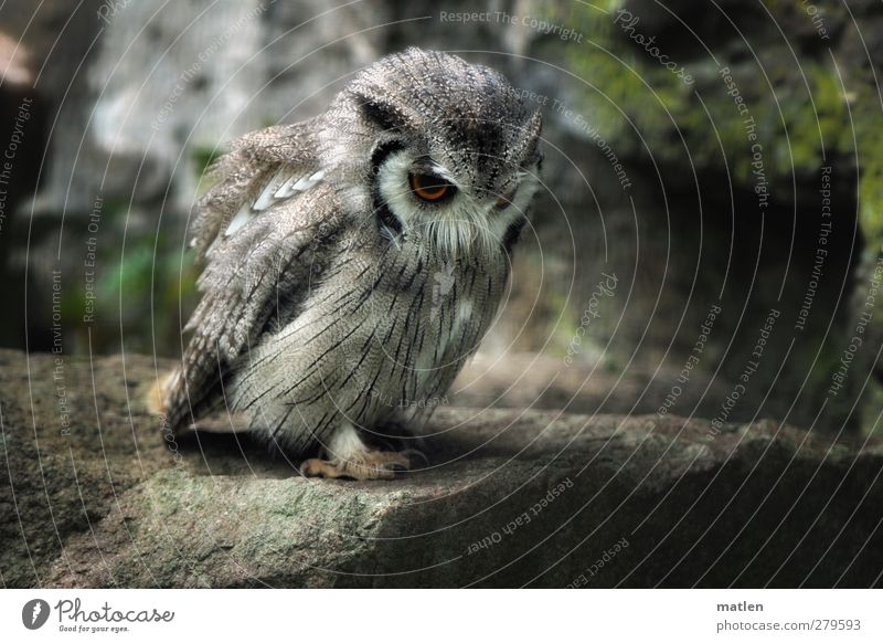 Where's the mouse...? Animal Bird Claw Paw 1 Observe Gray Green Anticipation Watchfulness Rock Owl birds Colour photo Subdued colour Exterior shot Deserted