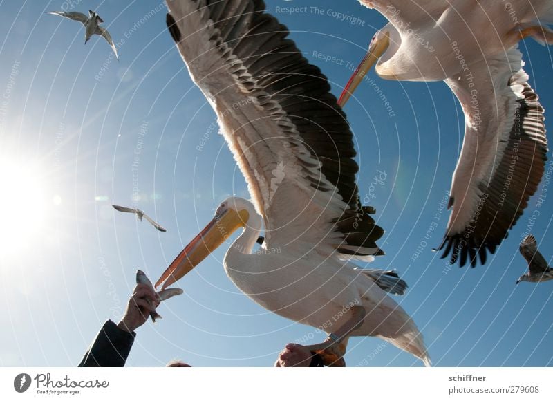 finger food Animal Wild animal Bird Group of animals Flock Flying Feeding Pelican Seagull Arm Hand Fish Crowd of people Muddled Attack Appetite Judder