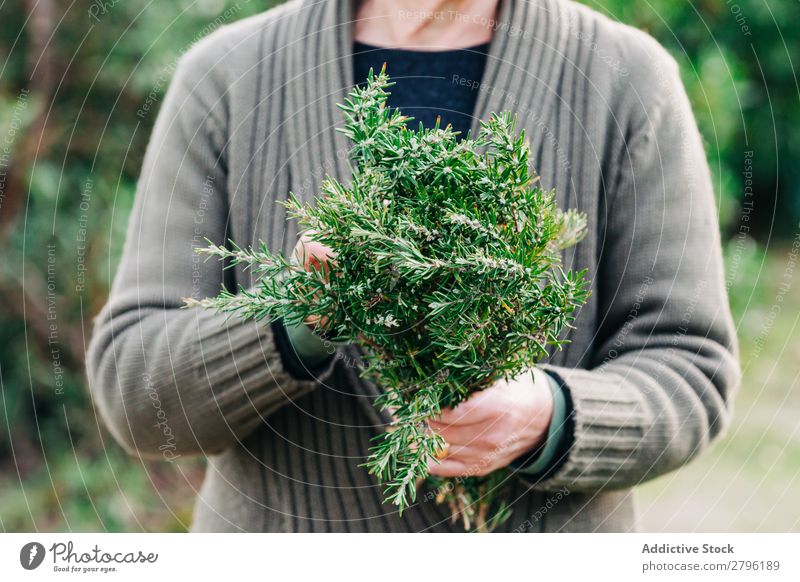 Crop woman with bunch of rosemary Woman Rosemary Garden Green Nature Plant Herbs and spices Harvest Fresh Adults Seasons Agriculture Botany Healthy Aromatic