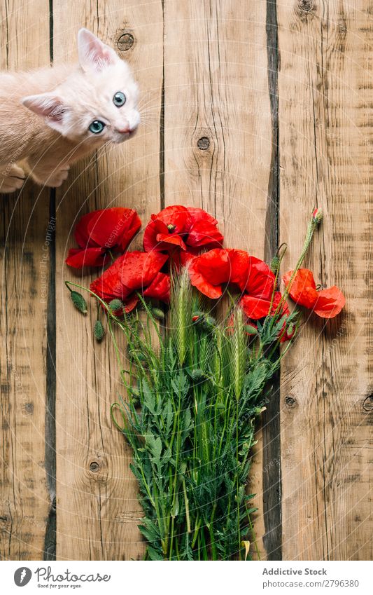 Cute kitty near bunch of poppies Cat Bouquet Pet Flower Wood Surface Animal Domestic Mammal Kitten Blossom Floral Natural Organic Fluffy furry Delightful Sweet