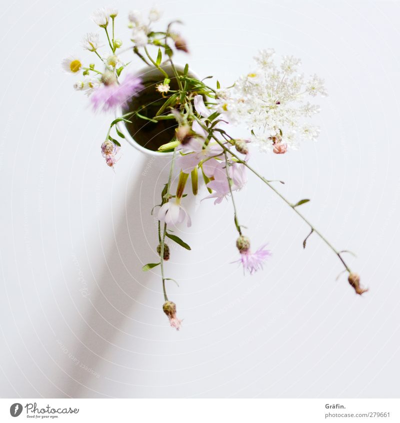 Forest and meadow flowers Flat (apartment) Decoration Plant Grass Foliage plant Blossoming Fragrance Faded Beautiful Kitsch Natural Green White Infatuation