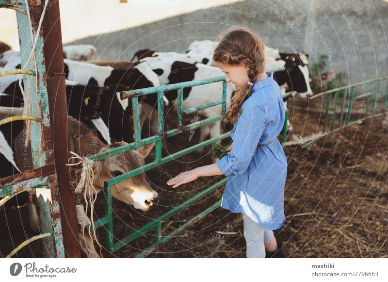 kid girl feeding calf on cow farm. Lifestyle Happy Vacation & Travel Summer Child Baby Infancy Environment Nature Landscape Village Cow Herd Feeding Authentic
