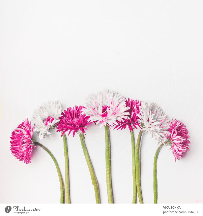 Pink and white Gerbera flowers on white background Style Design Summer Decoration Feasts & Celebrations Mother's Day Wedding Birthday Nature Plant Bouquet