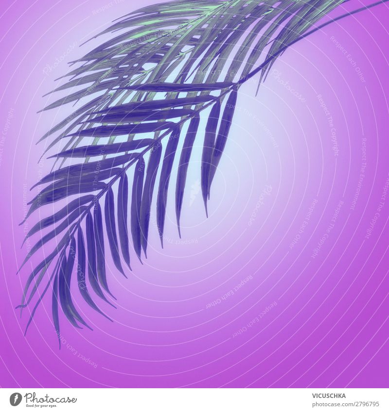 Hanging palm leaves Style Design Exotic Vacation & Travel Summer Nature Plant Hip & trendy Pink Inspiration Surrealism Palm frond Violet Neon Suspended Tropical