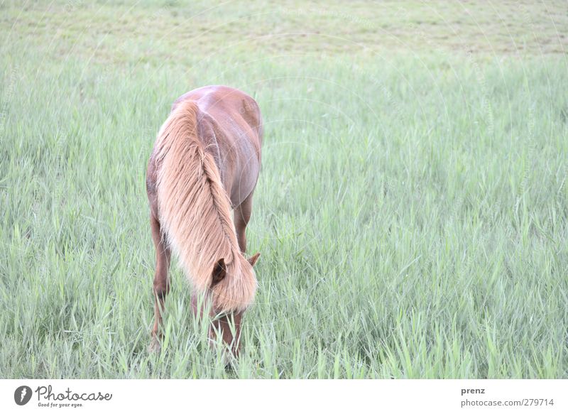 Iceland pony Environment Nature Animal Meadow Farm animal Horse 1 Brown Green Iceland Pony To feed Darss Colour photo Exterior shot Deserted Copy Space right