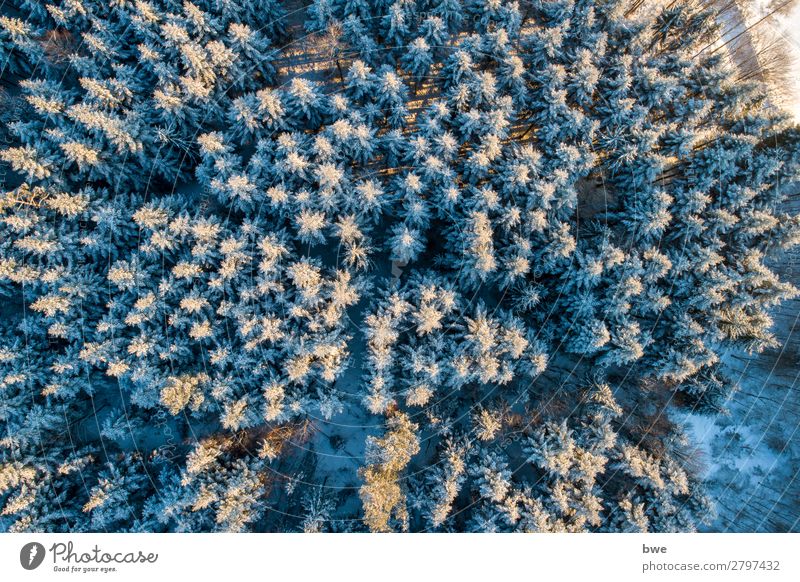 winter trees Vacation & Travel Tourism Adventure Far-off places Winter Snow Winter vacation Mountain Hiking Environment Nature Landscape Plant Spring Climate