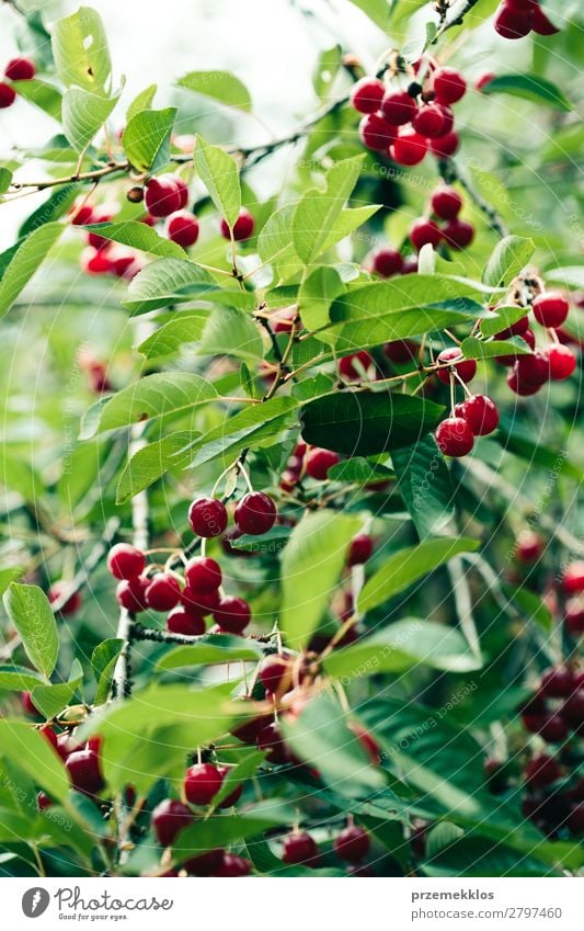 Closeup of ripe red cherry berries on tree among green leaves Fruit Summer Garden Nature Tree Leaf Authentic Fresh Delicious Green Red agriculture Berries