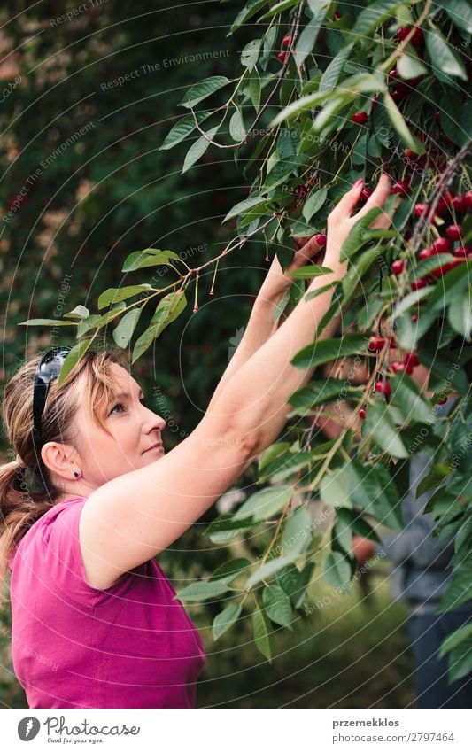 Woman picking cherry berries from tree Fruit Summer Garden Adults Hand 1 Human being 30 - 45 years Nature Tree Leaf Authentic Fresh Delicious Green Red