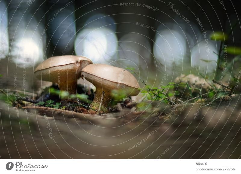 Two little men in the forest Food Nutrition Delicious Mushroom Boletus Forest Woodground Clearing Colour photo Exterior shot Close-up Deserted Copy Space top