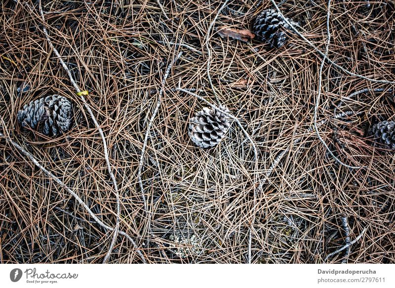 Conifer cones sitting on dry pine leaves on the ground Pine cone Wood Leaf Dry Seasons Cone Environment Plant Tree Nature Forest Brown Colour Consistency