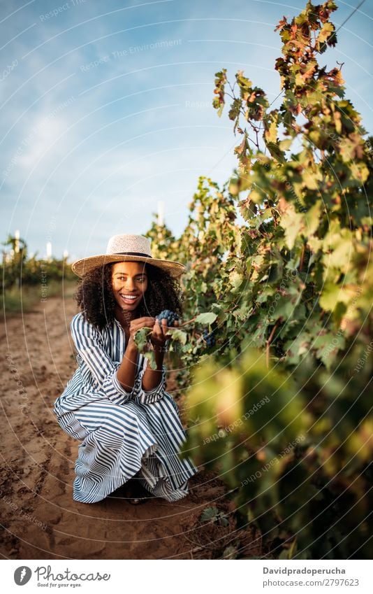 Young black woman eating a grape in a vineyard Winery Vineyard Woman Bunch of grapes Organic Harvest Happy Smiling Agriculture Vertical Green Copy Space Rural