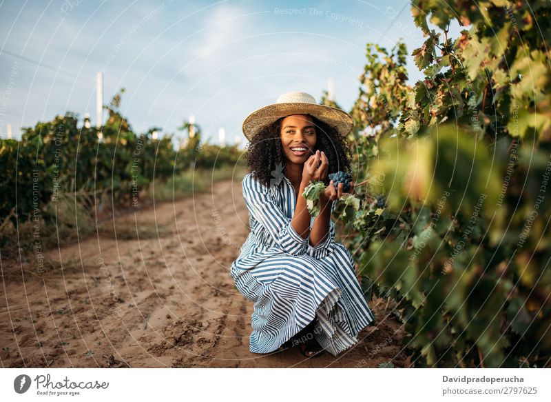 Young black woman eating a grape in a vineyard Winery Vineyard Woman Bunch of grapes Organic Harvest Happy Agriculture Green Smiling Rural tasting grab