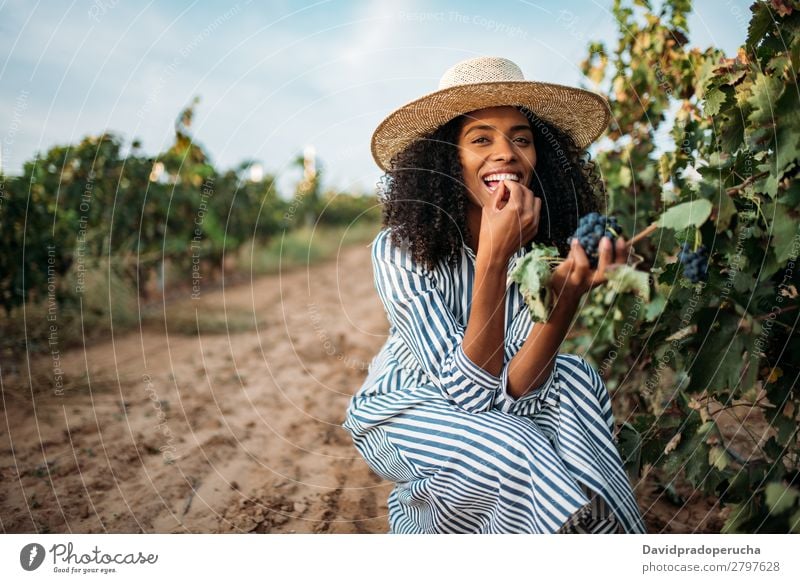 Young black woman eating a grape in a vineyard Winery Vineyard Woman Bunch of grapes Organic Harvest Happy Agriculture Green Smiling Rural tasting grab