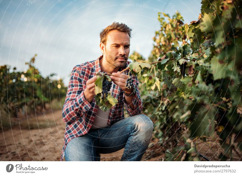 Young man grabbing a grape in a vineyard Winery Vineyard Man Bunch of grapes Organic bunch Accumulation Harvest Agriculture Green White Rural tasting Caucasian