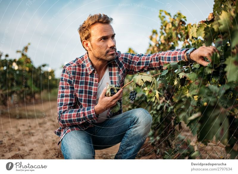 Young man grabbing a grape in a vineyard Winery Vineyard Man Bunch of grapes Organic bunch Accumulation Harvest Agriculture Green White Rural tasting Caucasian