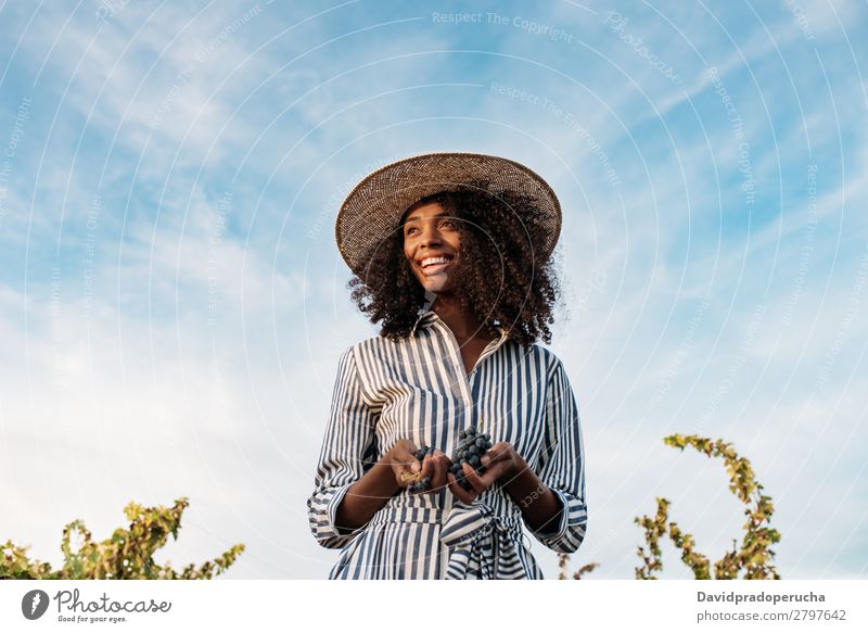 Young woman walking in a path in the middle of a vineyard Winery Vineyard Woman Bunch of grapes Walking Organic Harvest Happy Agriculture Green Accumulation