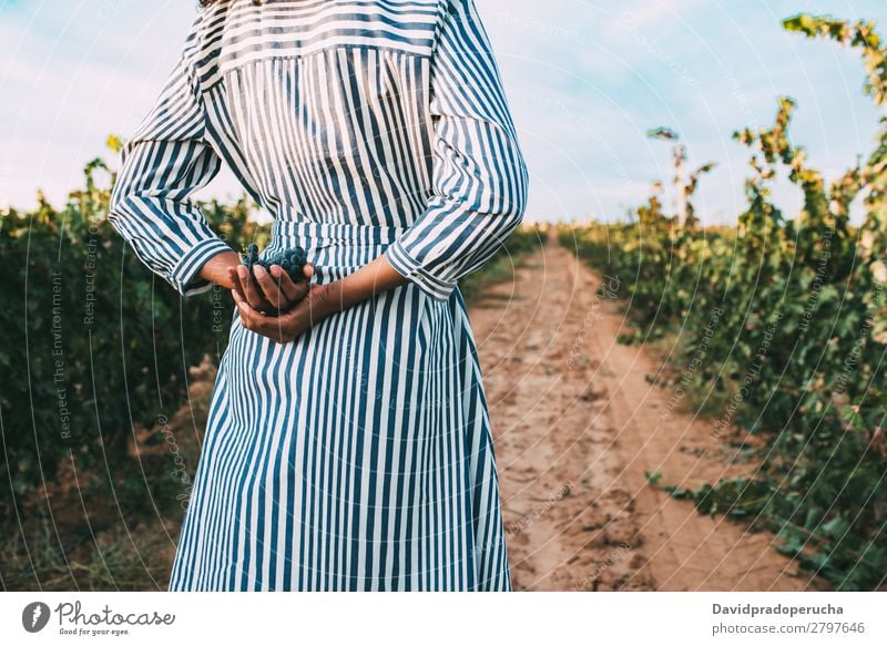 Young woman walking in a path in the middle of a vineyard Winery Vineyard Woman Bunch of grapes Stand Organic Harvest Lanes & trails Agriculture Green
