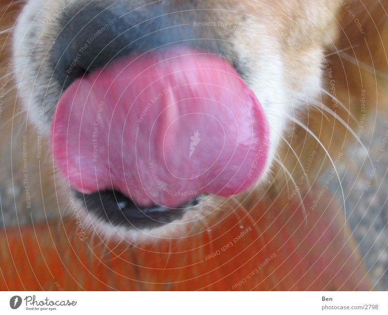 razorback Dog Snout Damp retriever Tongue