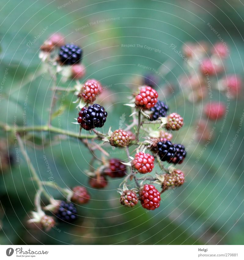 mature... Fruit Environment Nature Plant Summer Bushes Leaf Wild plant Blackberry Blackberry bush Seed head Twig Forest Growth Simple Healthy Small Delicious