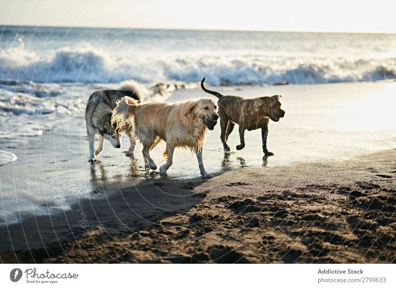 Dogs running near waving sea Beach Playing Ocean Sunlight Running Sand Funny Sunbeam Day Pet Nature Summer Animal Happy Waves Water Joy Deserted Domestic