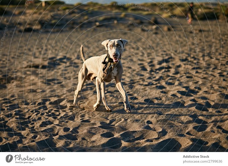 Funny dog on beach Dog Beach Sand Breathe Sunbeam Day Pet Nature Summer Animal Happy Joy Deserted Domestic Purebred Cute Lovely Sweet Coast Rest Relaxation