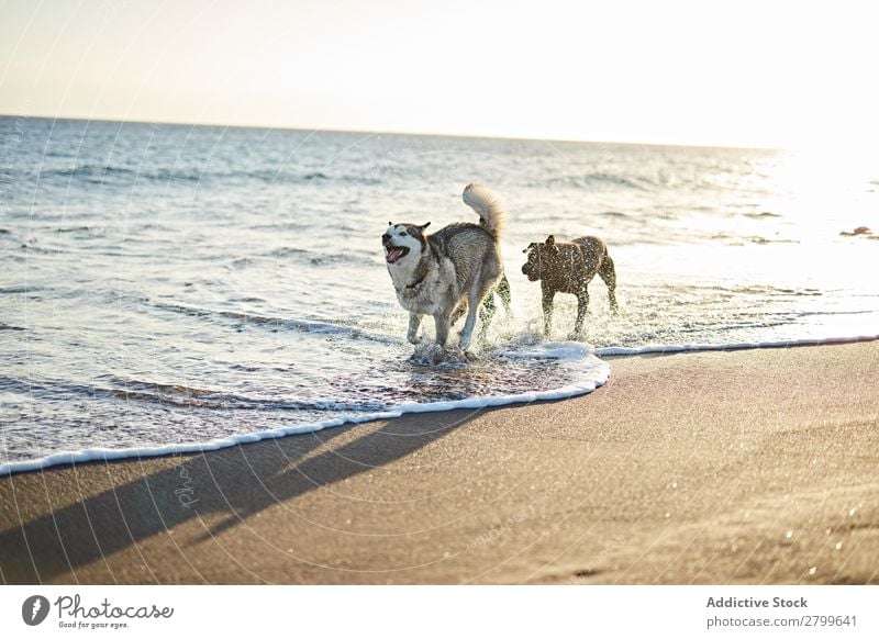 Dogs running near waving sea Beach Playing Ocean Sunlight Running Sand Funny Sunbeam Day Pet Nature Summer Animal Happy Waves Water Joy Deserted Domestic